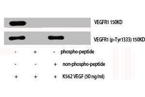 Western Blot analysis of K562+VEGF cells using Phospho-Flt-1 (Y1333) Polyclonal Antibody (FLT1 antibody  (pTyr1333))
