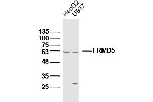 Lane 1: HepG2 lysates Lane 2: U937 lysates probed with FRMD5 Polyclonal Antibody, Unconjugated  at 1:300 dilution and 4˚C overnight incubation. (FRMD5 antibody  (AA 211-312))