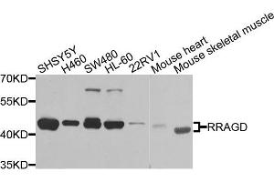 Western blot analysis of extracts of various cells, using RRAGD antibody. (RRAGD antibody)