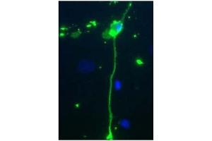 Rat mixed neuron/glial cultures stained with Chicken anti-MBP antibody (green). (MBP antibody)