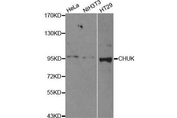 IKK alpha antibody  (C-Term)