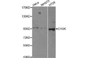 Western blot analysis of extracts of various cell lines, using CHUK antibody. (IKK alpha antibody  (C-Term))