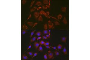 Immunofluorescence analysis of NIH/3T3 cells using BOK Rabbit pAb (ABIN7265866) at dilution of 1:100 (40x lens). (BOK antibody  (AA 1-100))