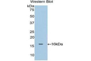 Western Blotting (WB) image for anti-Oncomodulin (OCM) (AA 1-109) antibody (ABIN1860096) (Oncomodulin antibody  (AA 1-109))