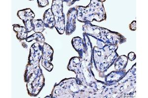 IHC analysis of Giantin/GOLGB1 using anti-Giantin/GOLGB1 antibody (ABIN7600139). (Golgin B1 (GOLGB1) (AA 153-950) antibody)