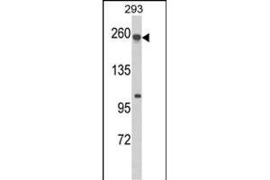 Western blot analysis of ABCC5 Antibody (Center) (ABIN652519 and ABIN2842348) in 293 cell line lysates (35 μg/lane). (ABCC5 antibody  (AA 625-652))