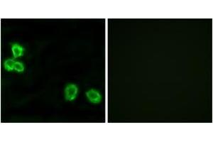 Immunofluorescence analysis of MCF7 cells, using BAI1 Antibody. (BAI1 antibody  (AA 691-740))