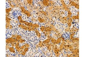ABIN7095895 and ABIN7099957 at 1/100 staining mouse kidney tissue by IHC-P.