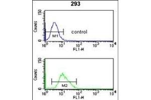 CDC14B Antibody (Center) (ABIN653024 and ABIN2842645) flow cytometry analysis of 293 cells (bottom histogram) compared to a negative control cell (top histogram). (CDC14B antibody  (AA 188-215))