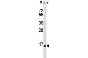 SPINK8 Antibody (C-term) western blot analysis in K562 cell line lysates (35µg/lane). (SPINK8 antibody  (C-Term))