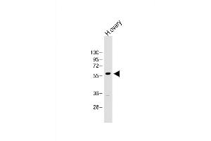 GRB14 antibody  (AA 14-48)
