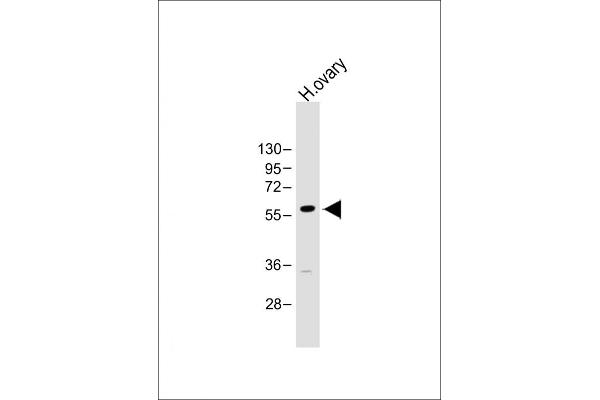 GRB14 Antikörper  (AA 14-48)
