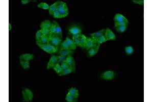 Immunofluorescence staining of HepG2 cells with ABIN7161101 at 1:200, counter-stained with DAPI.