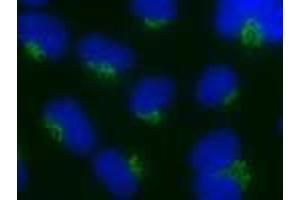 Rat NRK (Nucleobindin 1 antibody  (C-Term))