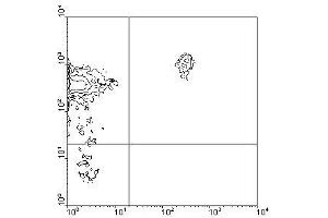 Image no. 1 for anti-CD45RB (CD45RB) antibody (ABIN135232) (CD45RB antibody)