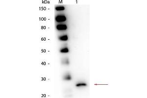 Western Blot of Goat anti-Papain Antibody. (Papain antibody)