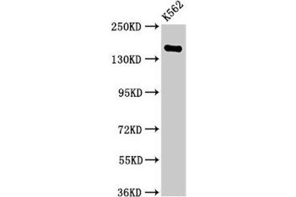 FGD6 anticorps  (AA 1138-1352)