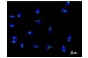 Immunostaining analysis in HeLa cells. (RPF2 antibody)