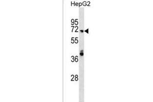 ARHG Antibody (N-term) (ABIN1539648 and ABIN2850202) western blot analysis in HepG2 cell line lysates (35 μg/lane). (ARHGAP40 antibody  (N-Term))