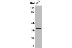 Western Blot analysis of A549 cells using AKR1CL2 Polyclonal Antibody (AKR1E2 antibody  (Internal Region))