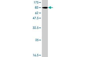 Western Blot detection against Immunogen (84. (BMPR1A antibody  (AA 1-532))