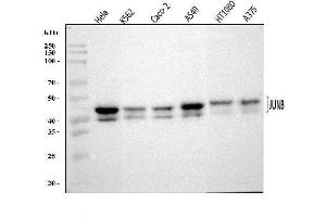 Western blot analysis of JUNB using anti-JUNB antibody (ABIN7603223).