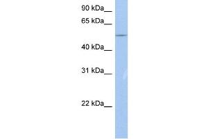 WB Suggested Anti-BC37295_3 Antibody Titration:  0. (ZNF835 antibody  (N-Term))