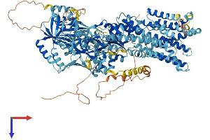 ATPase, Class II, Type 9B (ATP9B) (AA 1-1146) protein (His tag)