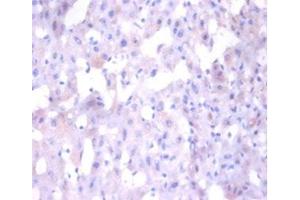 Immunohistochemistry of paraffin-embedded human liver tissue using ABIN7144083 at dilution of 1:100 (ANG antibody  (AA 26-147))