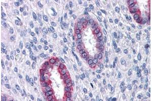 Anti-DPEP1 antibody  ABIN960763 IHC staining of human uterus. (DPEP1 antibody  (Internal Region))