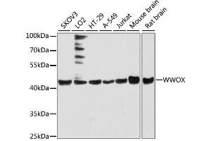 Western blot analysis of extracts of various cell lines, using WWOX antibody. (WWOX antibody  (AA 1-120))