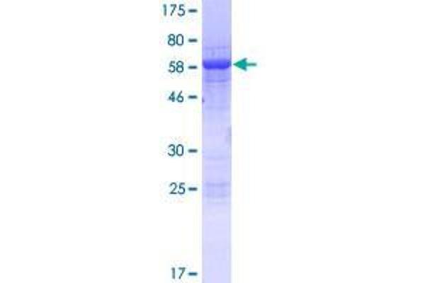 SLFN5 Protein (AA 1-338) (GST tag)