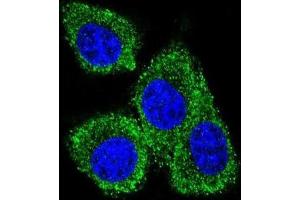 Immunofluorescence (IF) image for anti-Prolactin-Induced Protein (PIP) antibody (ABIN2996033) (PIP antibody)