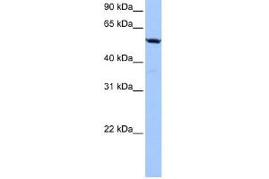 WB Suggested Anti-C18orf54 Antibody Titration: 0. (C18orf54 antibody  (Middle Region))