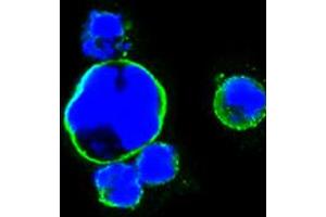 Immunohistochemical analysis of paraffin-embedded human Heart tissues using MYL3 mouse mAb. (ISL1 antibody)