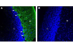 Expression of DSCAM in rat cerebellum. (DSCAM antibody  (Extracellular))
