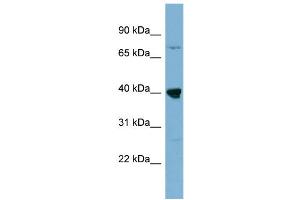 WB Suggested Anti-WDR55  Antibody Titration: 0. (WDR55 antibody  (Middle Region))