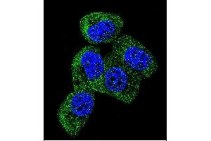 Confocal immunofluorescent analysis of TAU Antibody (C-term) (ABIN388782 and ABIN2839114) with MCF-7 cell followed by Alexa Fluor 488-conjugated goat anti-rabbit lgG (green). (tau antibody  (C-Term))