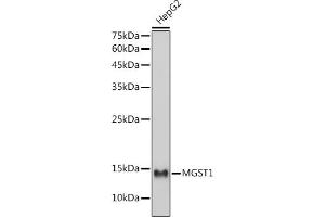 Western blot analysis of extracts of HepG2 cells, using MGST1 antibody (ABIN7268512) at 1:1000 dilution.