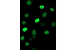 Anti-ERCC1 mouse monoclonal antibody (ABIN2455593) immunofluorescent staining of COS7 cells transiently transfected by pCMV6-ENTRY ERCC1 (RC200478). (ERCC1 antibody)