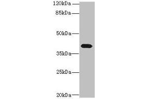 Western blot All lanes: PTAFR antibody at 4 μg/mL + Mouse lung tissue Secondary Goat polyclonal to rabbit IgG at 1/10000 dilution Predicted band size: 40 kDa Observed band size: 40 kDa (PTAFR antibody  (AA 297-342))