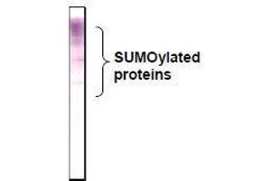 Western Blotting (WB) image for anti-Small Ubiquitin Related Modifier 2/3 (SUMO2/3) (full length) antibody (ABIN2452139) (SUMO2/3 antibody  (full length))