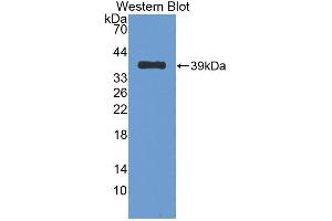 NUCB2 anticorps  (AA 26-106)