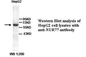 Image no. 1 for anti-Nuclear Receptor Subfamily 4, Group A, Member 1 (NR4A1) (Internal Region) antibody (ABIN791035) (NR4A1 antibody  (Internal Region))