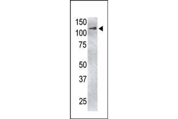 USP4 antibody  (C-Term)