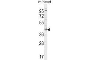 ZBTB42 Antibody (N-term) western blot analysis in mouse heart tissue lysates (35 µg/lane). (ZBTB42 antibody  (N-Term))