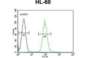 Flow cytometric analysis of HL-60 cells  using DPP3 Antibody (C-term) Cat. (DPP3 antibody  (C-Term))