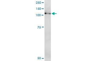 Immunoprecipitation of NLRP2 transfected lysate using anti-NLRP2 MaxPab rabbit polyclonal antibody and Protein A Magnetic Bead , and immunoblotted with NLRP2 purified MaxPab mouse polyclonal antibody (B01P) . (NLRP2 antibody  (AA 1-1062))