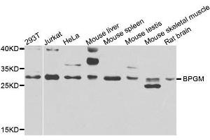 Western blot analysis of extracts of various cell lines, using BPGM antibody. (BPGM antibody  (AA 1-259))