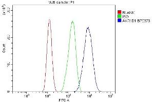 Flow Cytometry analysis of CACO-2 cells using anti-AKR1D1 antibody (ABIN7602975). (AKR1D1 antibody  (Middle Region))